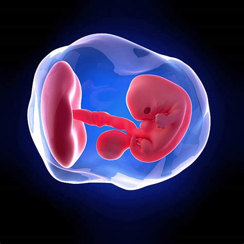 7 Week Fetus Stock Photos Pictures And Royalty Free Images Istock