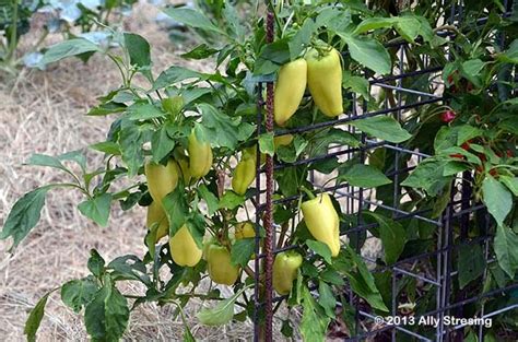 It's now june 24 and i picked the first pepper today. Garden Ally: The Veggie Patch