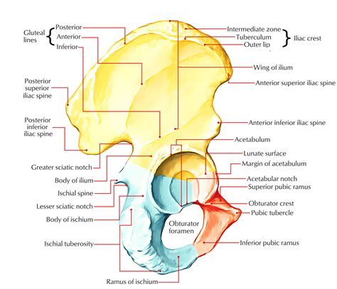 Anatomy Coxal Bone Labeled