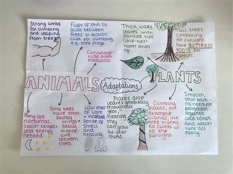 Gcse Geography Aqa Tropical Rainforests Adaptations Geography