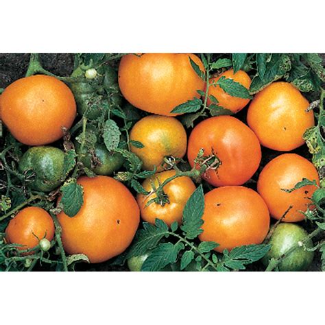 Persimmon Orange Tomato Heirloom Tomato Seeds Totally Tomatoes