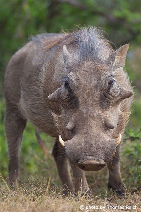Common Warthog Phacochoerus Africanus Info Details Facts And Images