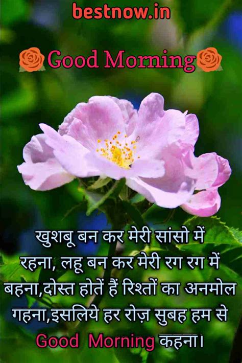 Check out these beautiful collection of good morning images quotes and good morning pictures below, we are sharing today. Good Morning Shayari 2019 बेस्ट 55+ गुड मॉर्निंग शायरी