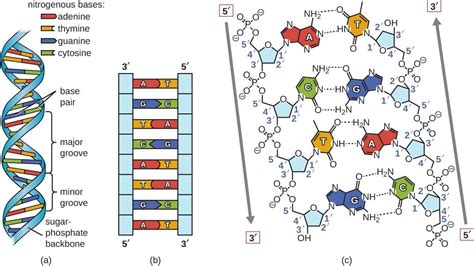 Dna Structure And Function A Simple Guide For Beginners