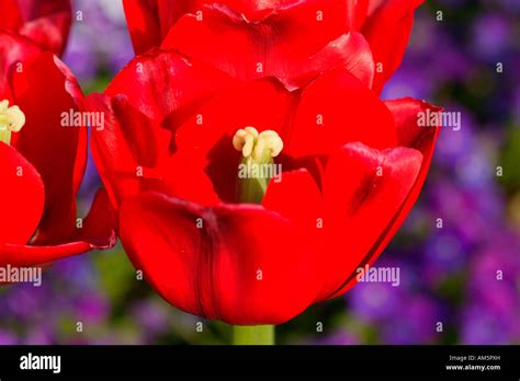 Red Triumph Tulip Ile De France Stamen And Ovary Stock Photo Alamy