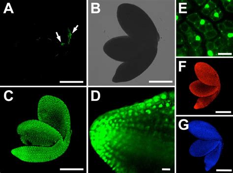 A Simple Way To Identify Non Viable Cells Within Living Plant Tissue