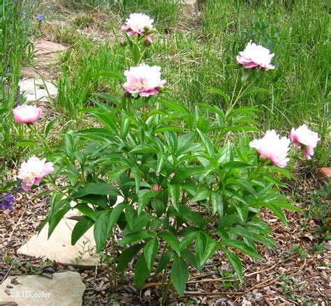 A Wandering Botanist Plant Stories Peonies From The Orient