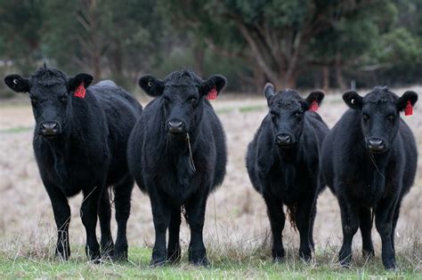 Vaca Angus Características de la Carne Angus Duroagro