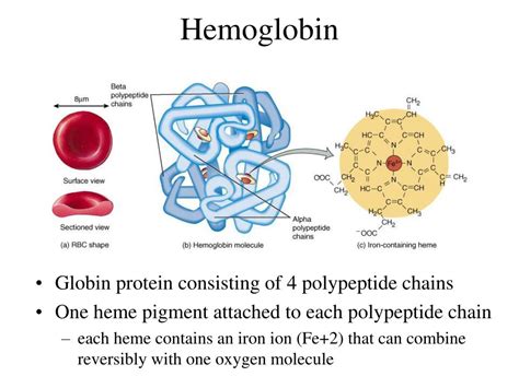 Ppt Chapter 19 The Cardiovascular System The Blood Powerpoint