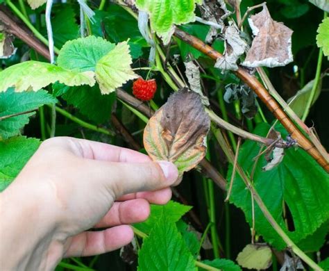 How To Fix Brown Leaves On Raspberry Plants Ways Couch To Homestead