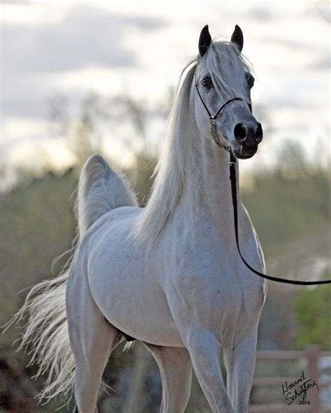 Pin By Haysam Khaled On Horses Horses Beautiful Arabian Horses Show