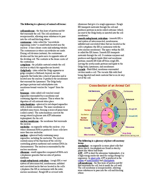 The Following Is A Glossary Of Animal Cell Terms Endoplasmic