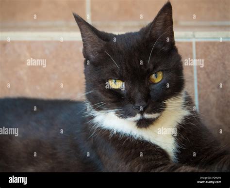 Gato Negro Con Bigote Blanco Fotografía De Stock Alamy