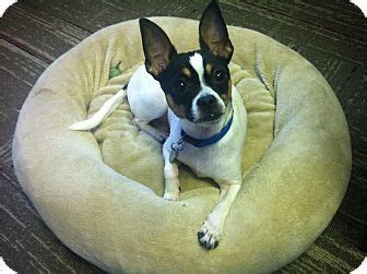 57,793 likes · 1,789 talking about this · 6,174 were here. Baltimore, MD - Chihuahua/Fox Terrier (Toy) Mix. Meet ...