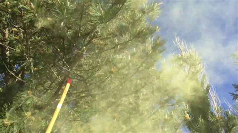 Pine Tree Pollen Youtube