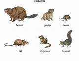 Pictures of Rodent Like Animals