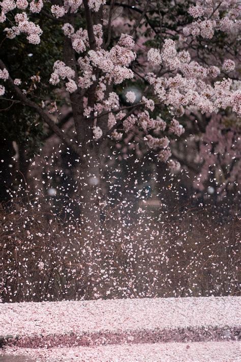 Cherry Blossom Rain