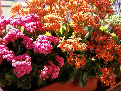 Le piante di rose in vaso più apprezzate dai nostri clienti, in base alle vendite. Fiori Simili Alle Rose Ma Senza Spine / I fiori migliori ...