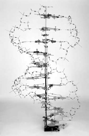 Replica Of The Original Model Of Dna Constructed By Watson And Crick