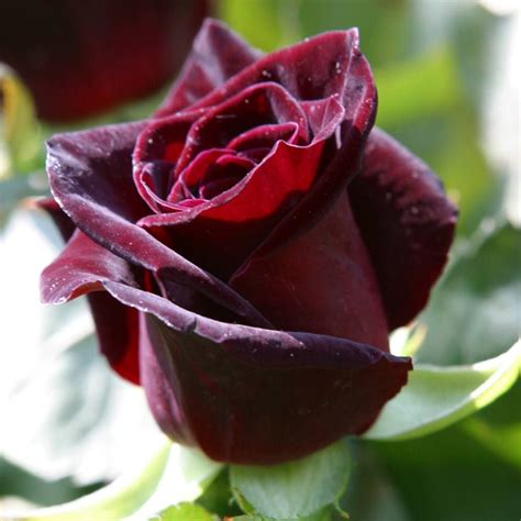 Buy Rose Black Baccara J Parker Dutch Bulbs Wonderful Flowers