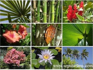 10 fauna dan flora terlangka di indonesia. Pengertian, Jenis-Jenis Flora, dan Persebaran Flora di ...