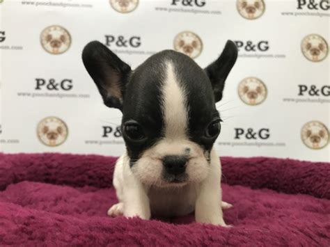 Any deposits made have a full calendar year to be used towards the purchase of a puppy of equal value. View Ad: French Bulldog Puppy for Sale, California, TEMPLE ...