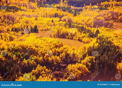 Colorful Fall Forest Scenery Stock Image Image Of Aspen Forest 45798017