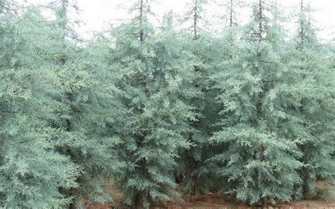 Blue Ice Cypress 1 Gallon Tree Trees Evergreen Gardener Direct