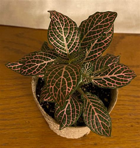 Fittonia Argyroneura Red and White Anne Varieties Starter | Etsy