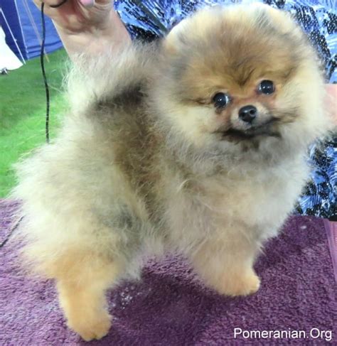 Pomeranian Growth Stages And Pomeranian Puppy Stages Explained 2022