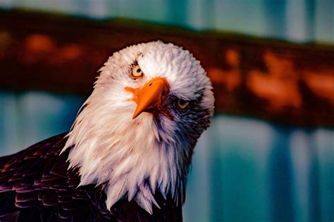 Free Images Bald Eagle Beak Bird Of Prey Accipitriformes Accipitridae Feather Close Up