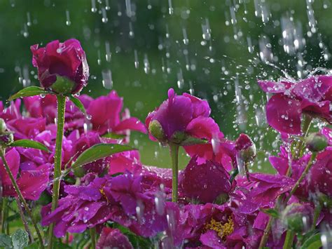 Rain Rose On The Ground Rose With Water Drops Wallpaper Backiee