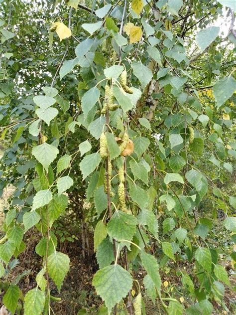 Betula pendula Roth Оқ қайин — Planta Medica