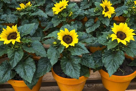How To Grow Sunflowers In Containers Uk