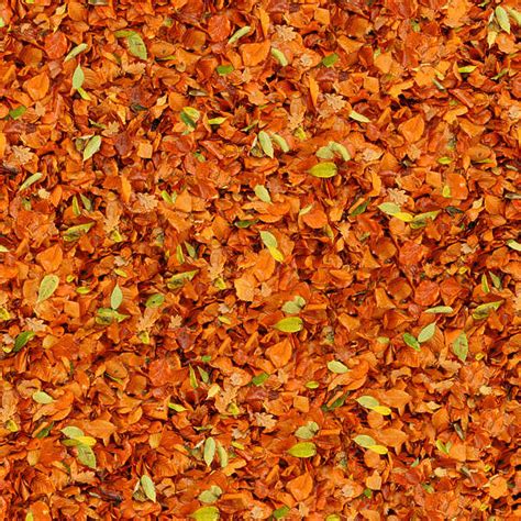 Leavesdead0033 Free Background Texture Leaves Floor Ground Forest