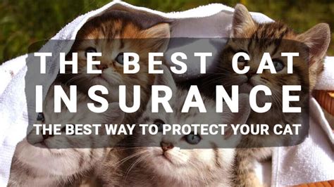 The Ultimate Cat Insurance Guide Meowkai