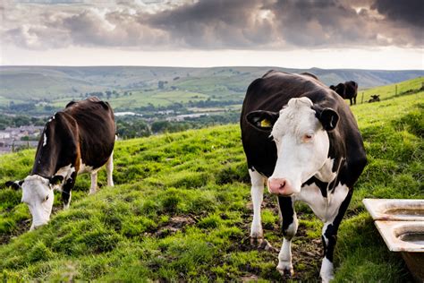 图片素材 景观 性质 领域 农场 草地 花 放牧 牧场 农业 动物群 Lancashire 地方 2015