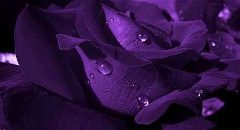 Free Purple Flower Desktop Wallpaper Downloads 100 Purple Flower