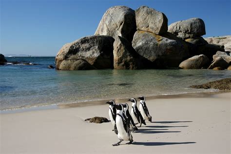 Places To Visit And Things To Do In Cape Town South Africa