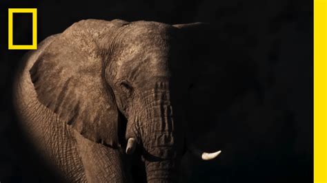 Secrets Of The Elephants Natalie Portman Voice Over First Look National Geographic YouTube