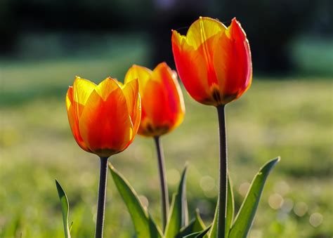 Gambar Alam Menanam Bidang Daun Bunga Bunga Tulp Warna Taman