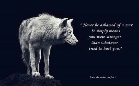 Wise Wolf Quotes Quotesgram By Quotesgram Lone Wolf Quotes Wolf