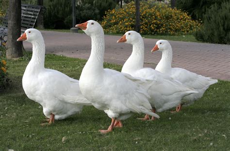 Filefour White Goose