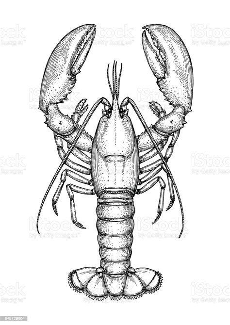 Ink Sketch Of Lobster Ink Sketch Of Lobster Isolated On White