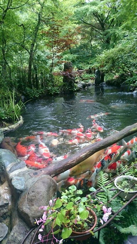20 Cool Fish Pond Garden Landscaping Ideas For Backyard Fish Pond