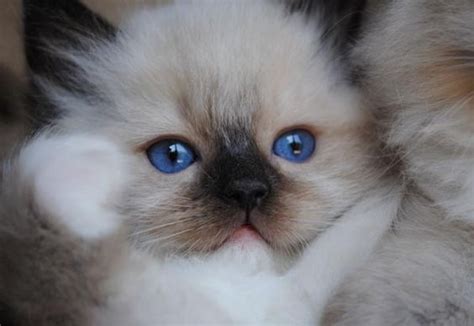 Ragdolls are slow maturing, reaching full coat and color at about three years of age. Available Ragdoll Kittens - Ragdolls kittens for sale ...