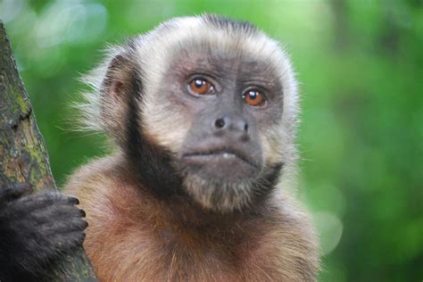 Home raised, bottle and hand fed. Capuchin Monkeys, Do These Primates Make Good Pets?