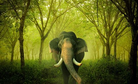 Elephant Hd Wallpapers Top Free Elephant Hd Backgrounds Wallpaperaccess