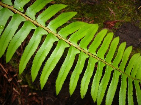 Polystichum Munitum