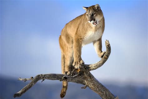 The Puma A Beautiful Wild Animal The Wildlife